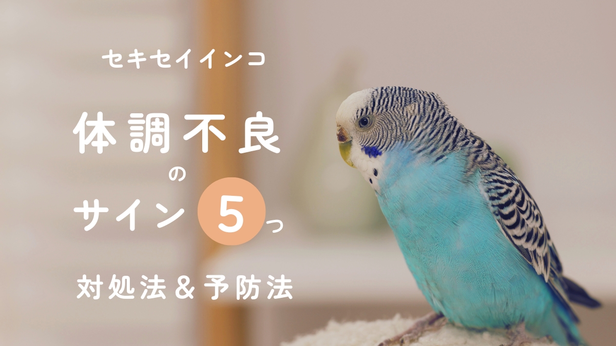 セキセイインコ　体調不良サイン5つ　対処法＆予防法