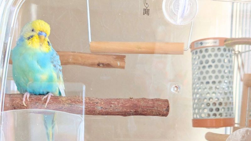 ペットヒーターを設置したケージで暖かそうにしているセキセイインコ