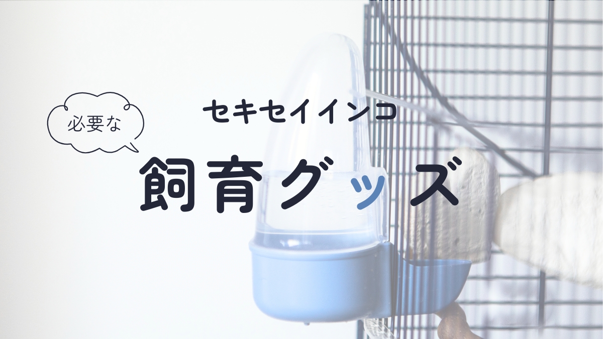 セキセイインコ　必要な飼育グッズ