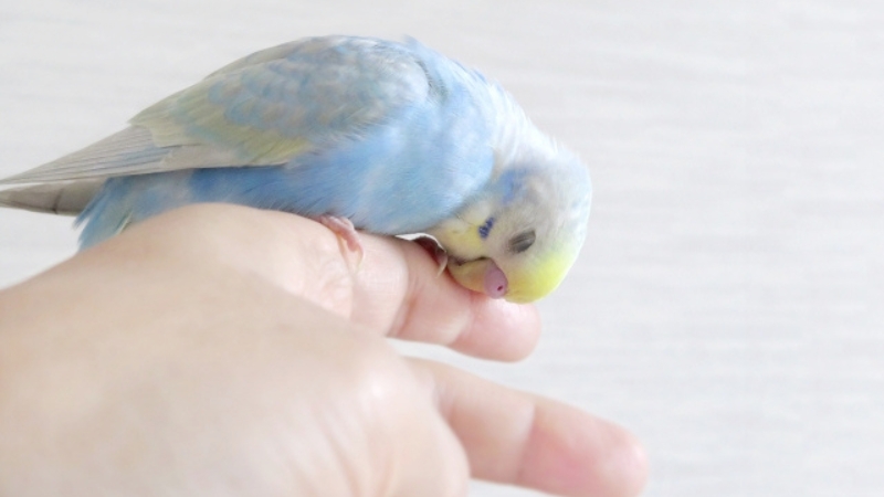 手に乗ってうっとりしているセキセイインコ