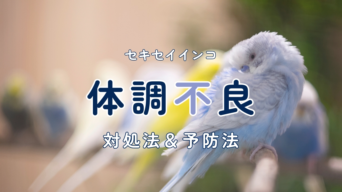 セキセイインコ　体調不良　対処法＆予防法