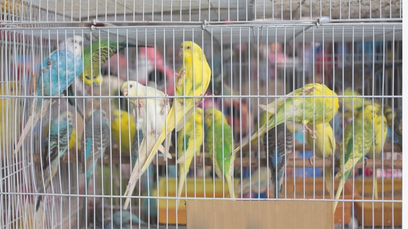 ケージの中にいるたくさんのセキセイインコ