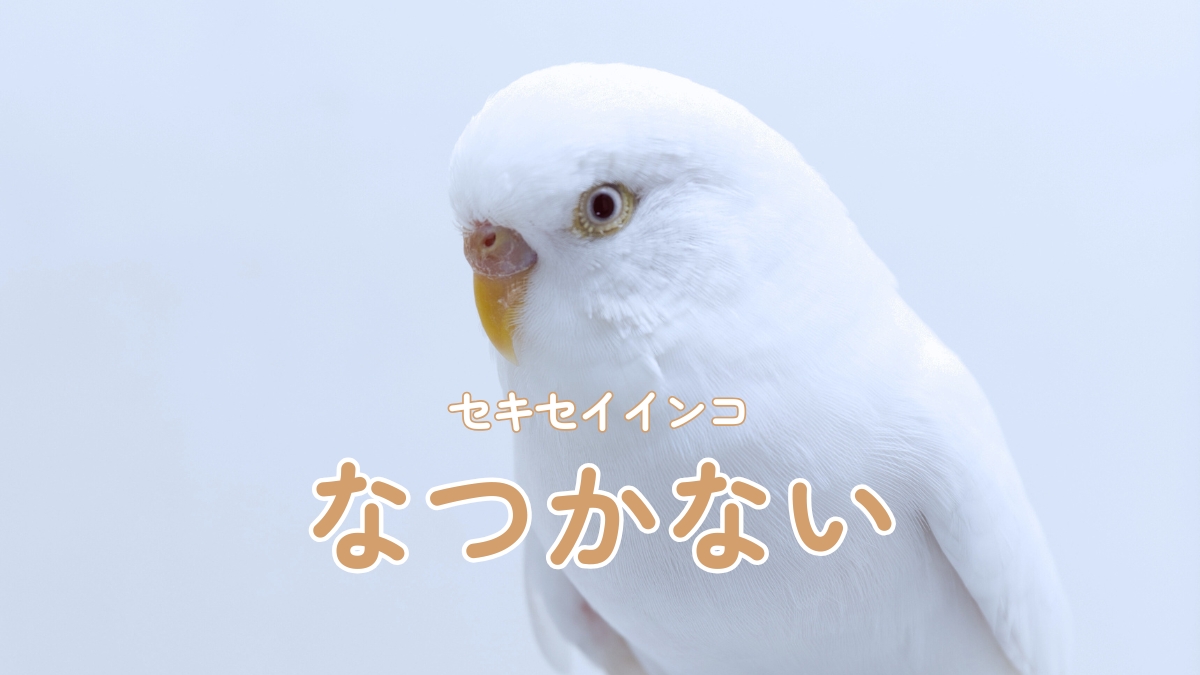 セキセイインコ　なつかない