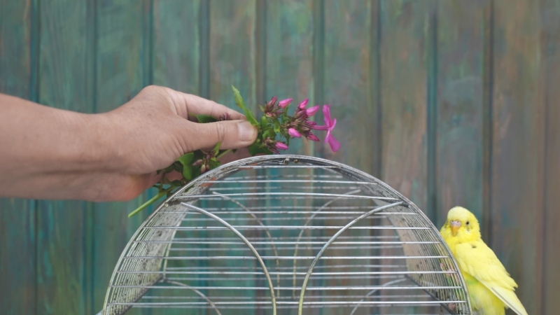 ケージの外でセキセイインコに花を見せている手