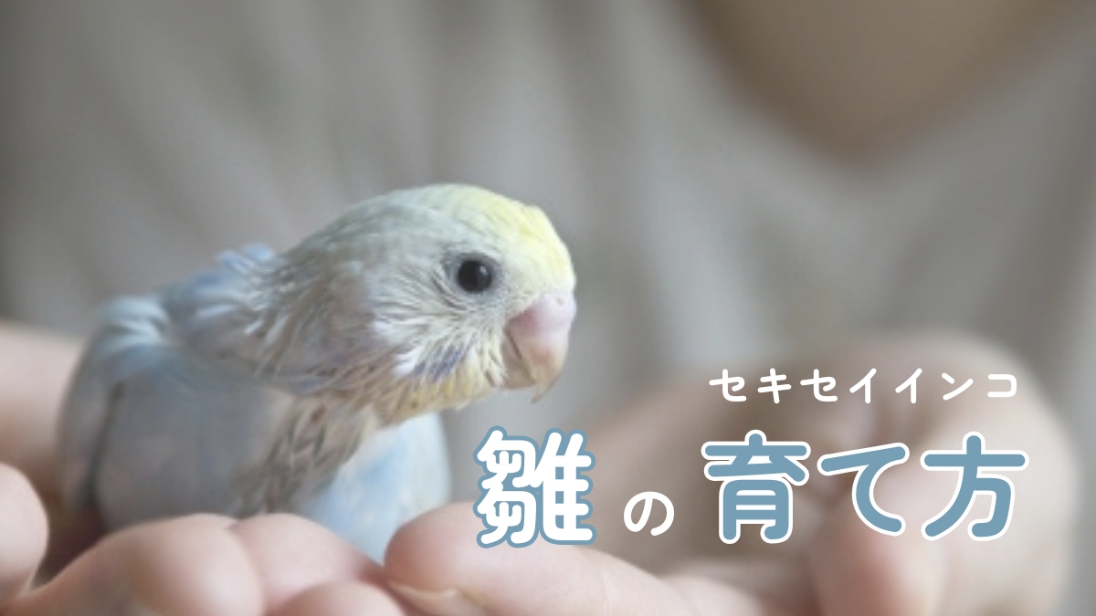 セキセイインコ　雛の育て方