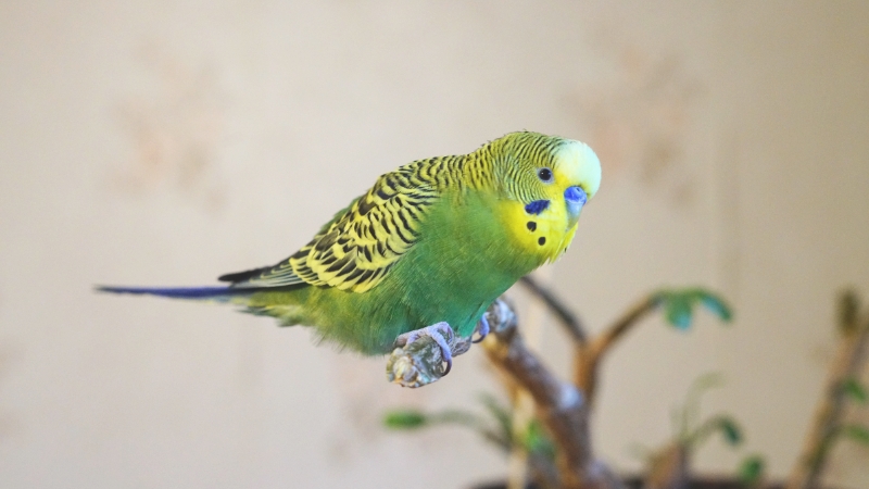 木に止まっているセキセイインコの「ノーマルグリーン」