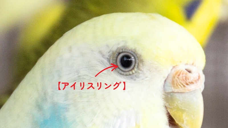セキセイインコのアイリスリング