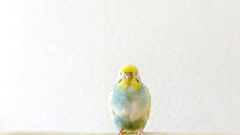 目を閉じて正面を向いているセキセイインコ