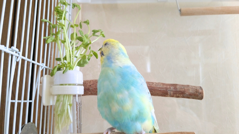 菜差しに差した豆苗を食べているポフくん