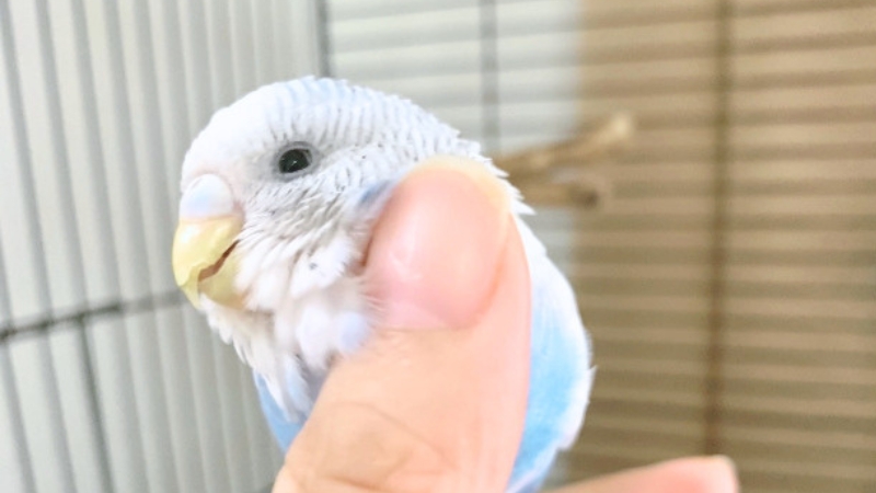 撫でられて気持ちよさそうにしているセキセイインコ