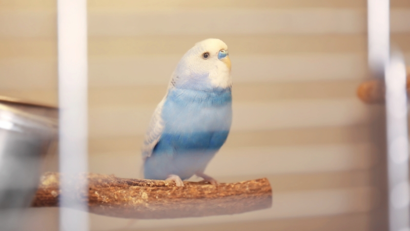 止まり木に止まって上を見上げているセキセイインコ
