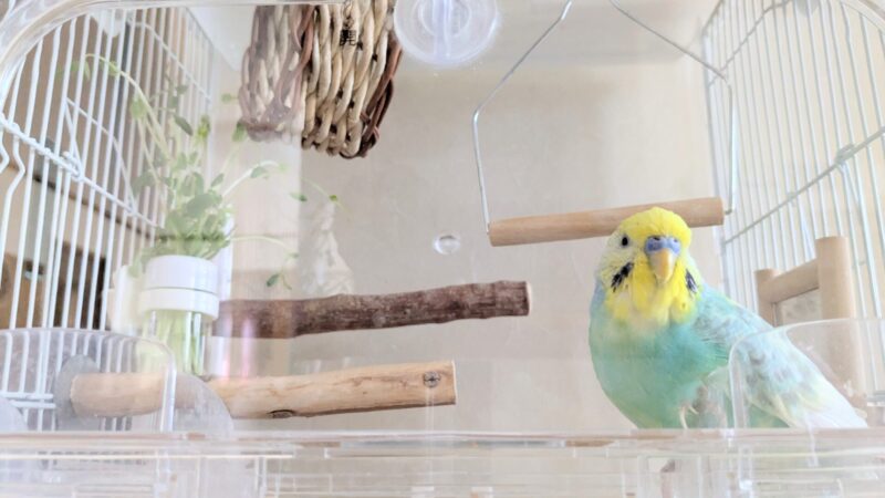 クリアーパネル越しに撮影したセキセイインコ