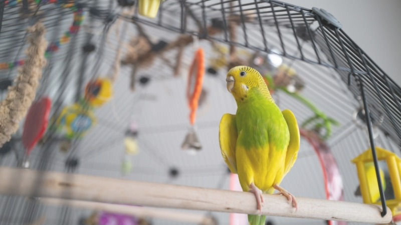 止まり木に止まって横を向いているセキセイインコ