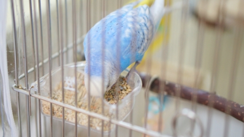 ケージ中で餌入れの餌を食べているセキセイインコ