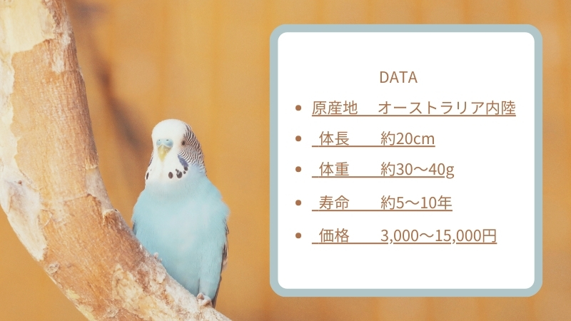 セキセイインコ　DATA