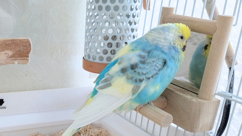 止まり木ミラーのおもちゃに止まって満足しているポフくん