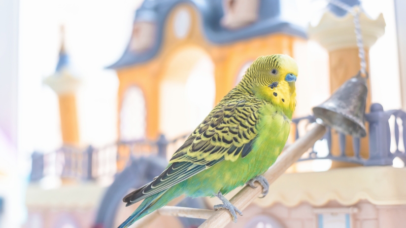 ケージの外でおもちゃのはしごに止まっているセキセイインコ