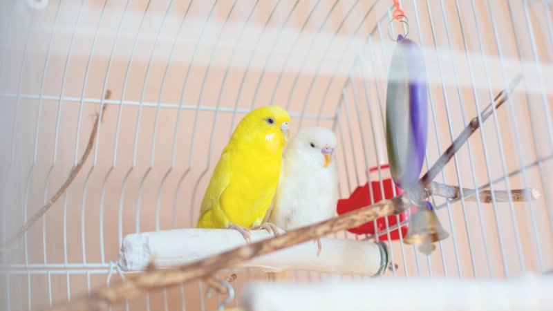 寄り添っているセキセイインコの「ルチノー」と「アルビノ」