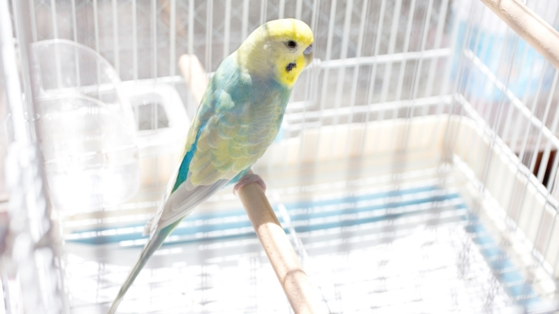 ケージの中で止まり木に止まっているセキセイインコ