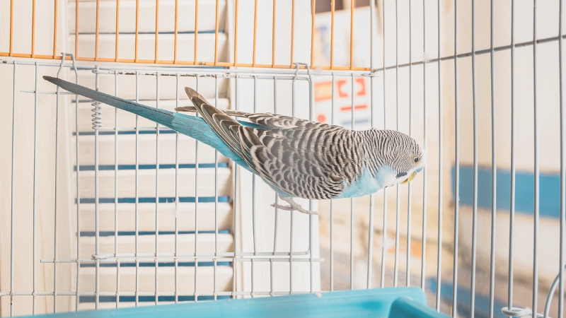 網に登り横向きになって外を見ているセキセイインコ