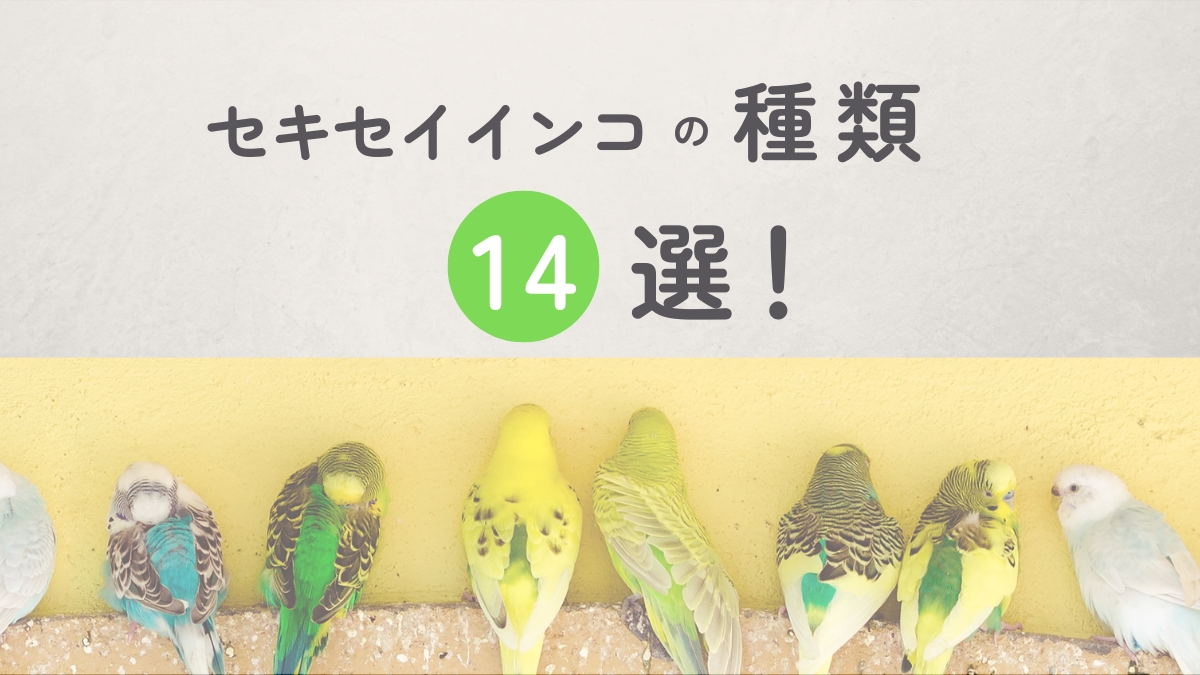 セキセイインコの種類14選！