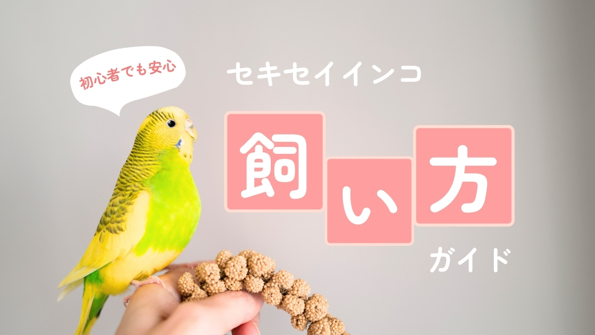 初心者でも安心　セキセイインコ飼い方ガイド