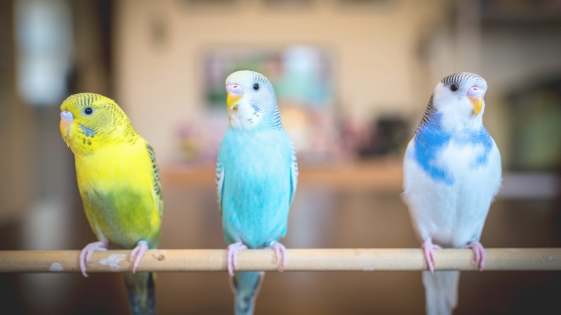 止まり木に止まった3羽のセキセイインコ