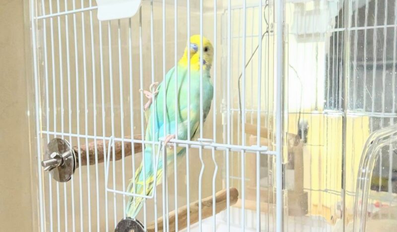 網によじ登っているセキセイインコ