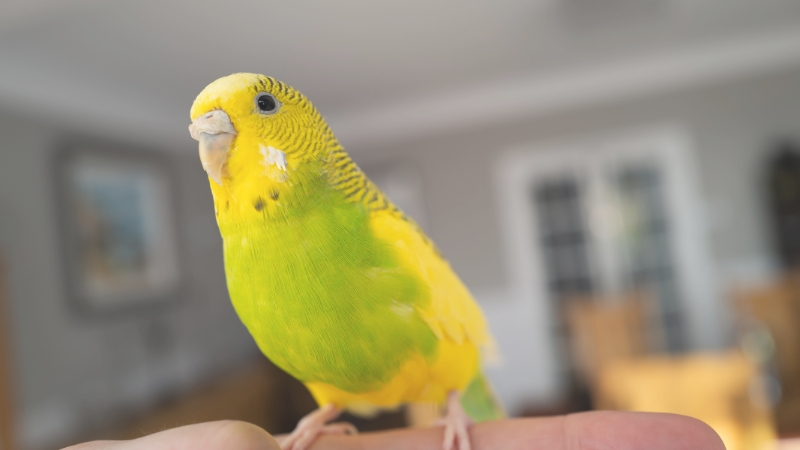 指に止まってこちらを見ているセキセイインコ