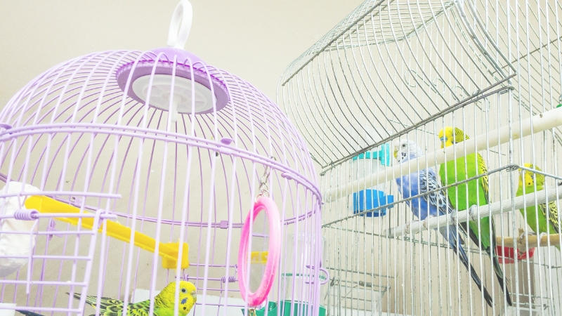 2つのケージの中かからお互いを見ているセキセイインコ