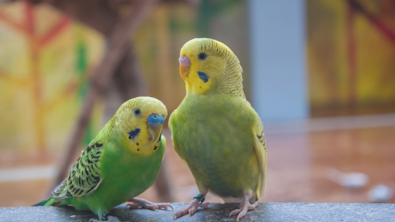 仲がよさそうな2羽のセキセイインコ
