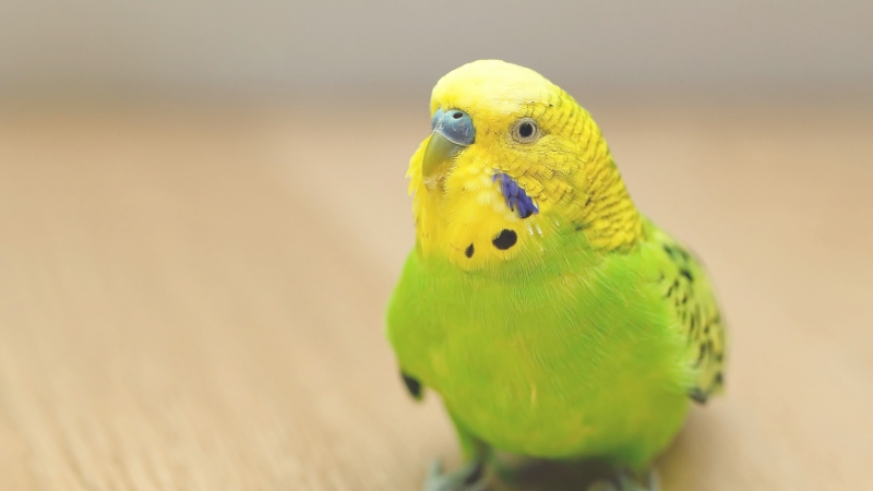こちらを見ているセキセイインコ