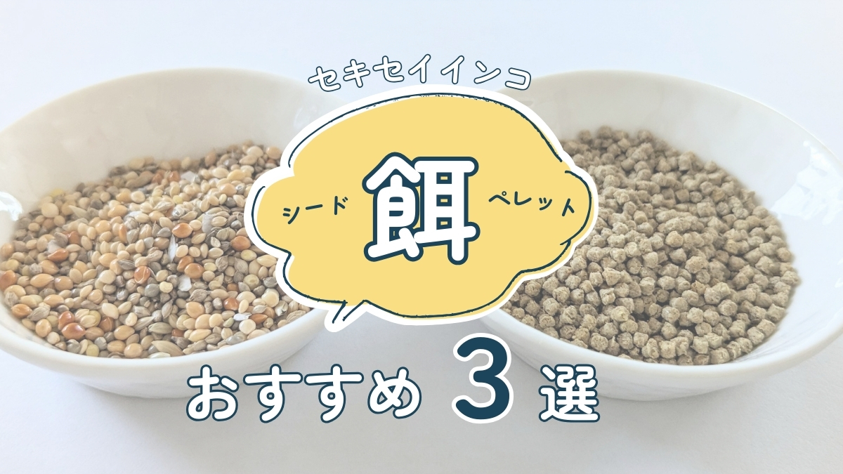 セキセイインコ　餌　おすすめ3選