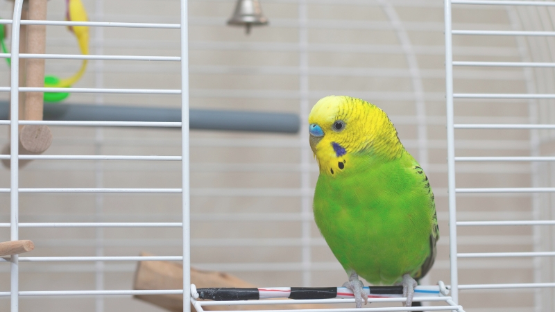 ケージの入り口から様子をうかがっているセキセイインコ