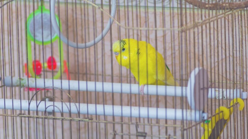 ケージの中で元気がなさそうなセキセイインコ