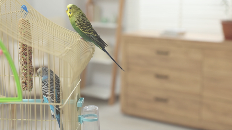 ケージの上に止まっているセキセイインコ