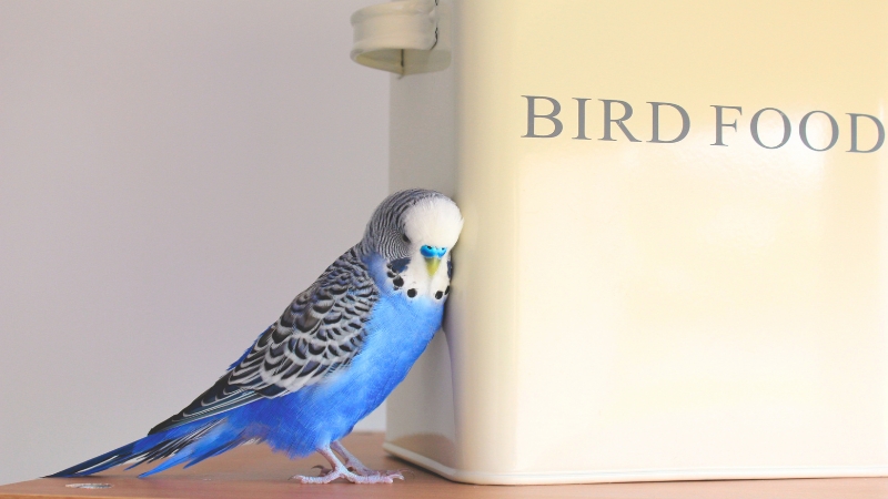 餌の缶に寄り添って寝ているセキセイインコ