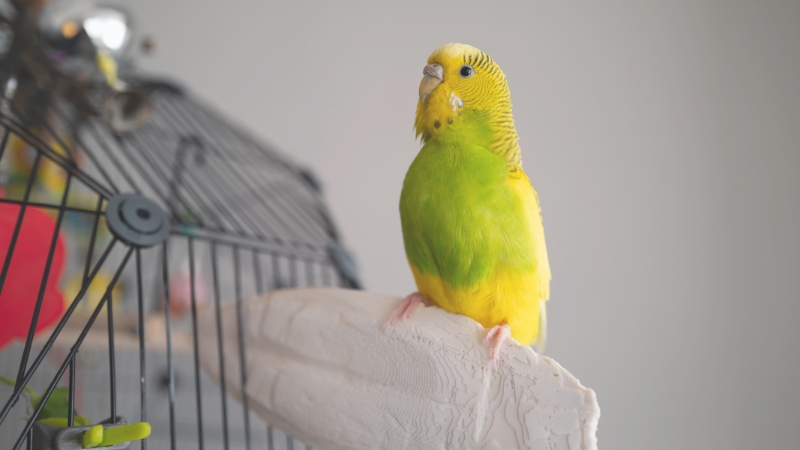 ケージの外でカトルボーンに乗っているセキセイインコ