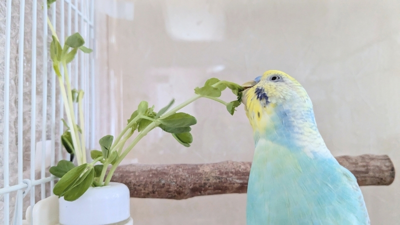 補助食（副食）の 「豆苗」 を食べている我が家のポフくん