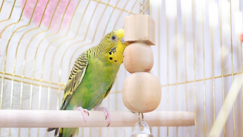 止まり木に止まって吊るしおもちゃをつついているセキセイインコ