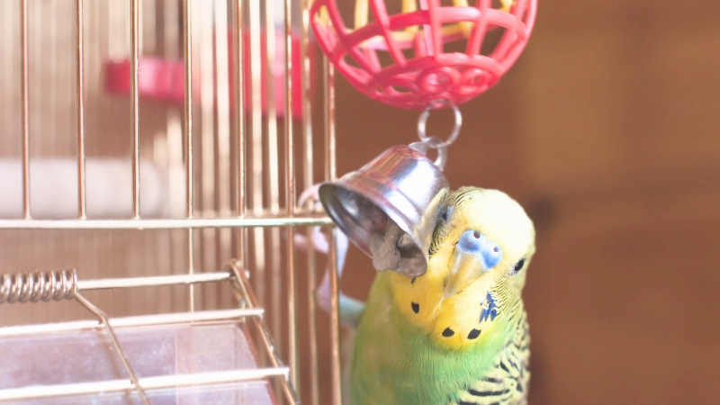 おもちゃの鈴に顔をくっつけているセキセイインコ