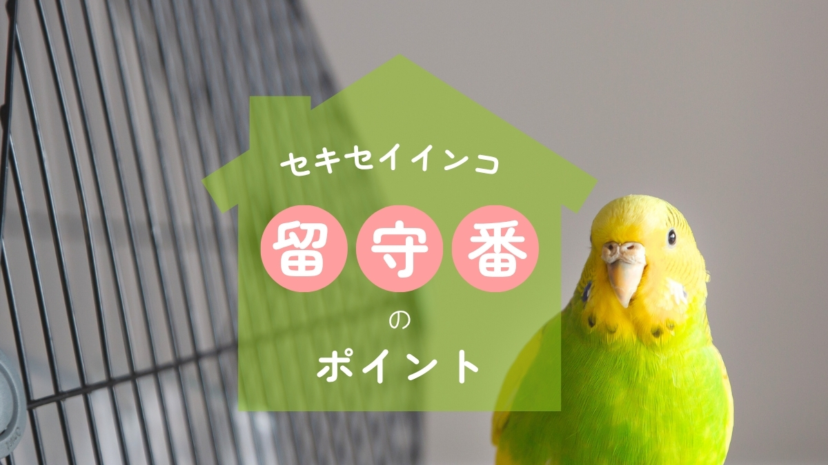 セキセイインコ　留守番のポイント