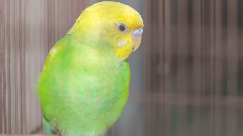 こちらの様子を気にしているセキセイインコ