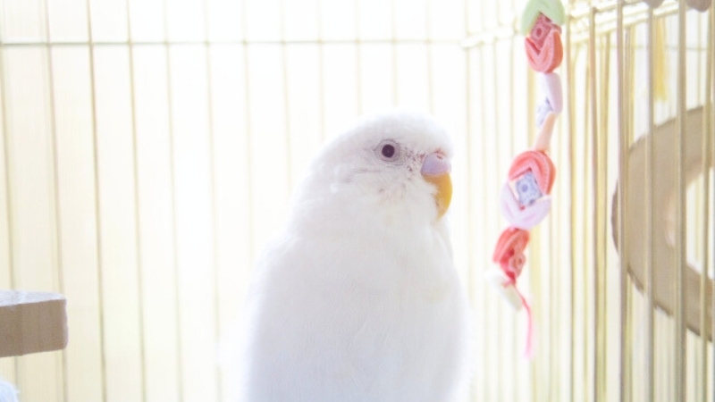 止まり木に止まって横を向いているセキセイインコ