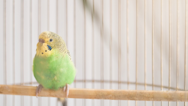 止まり木に止まっているセキセイインコ
