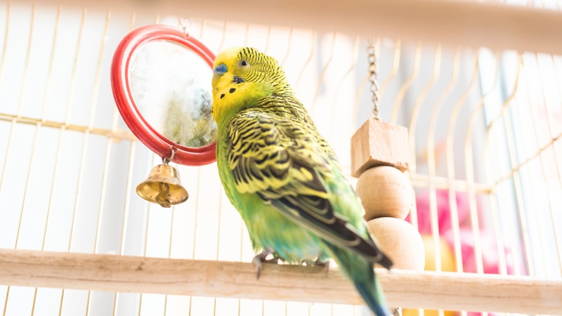 鏡の前から振り向いてこちらを見ているセキセイインコ