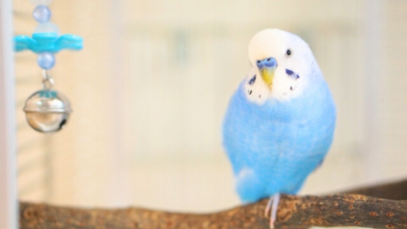 おもちゃに興味がなさそうなセキセイインコ