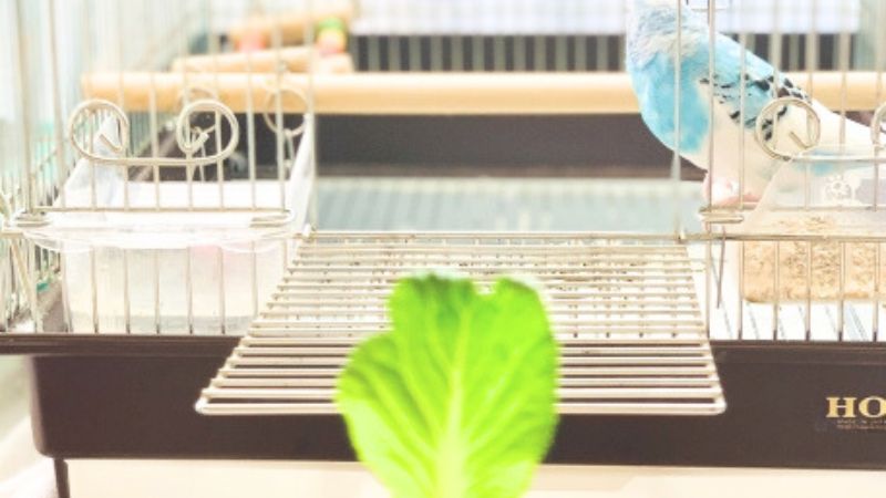 後ろを向いたセキセイインコにケージの扉を開けて野菜を見せている