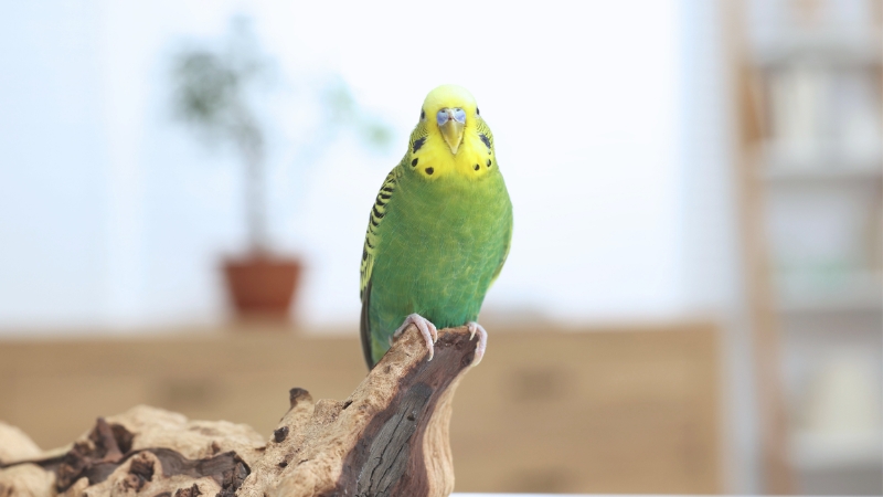 ケージの外でこちらを見ているセキセイインコ