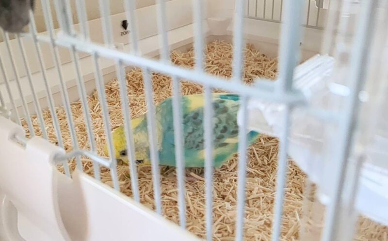 ケージの床でついばんでいるセキセイインコ